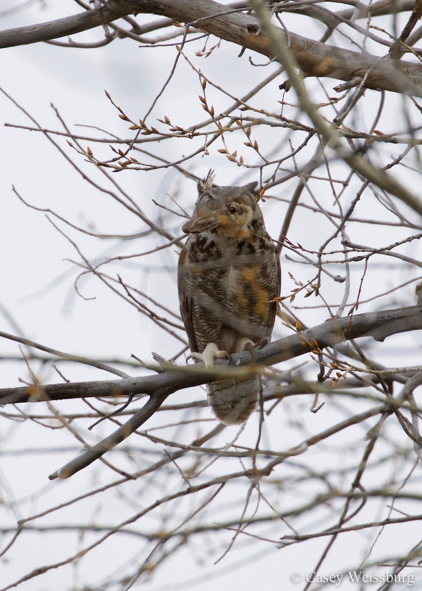 Great Horned Owl - Casey Weissburg