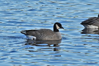 Cackling Goose, ML134934741