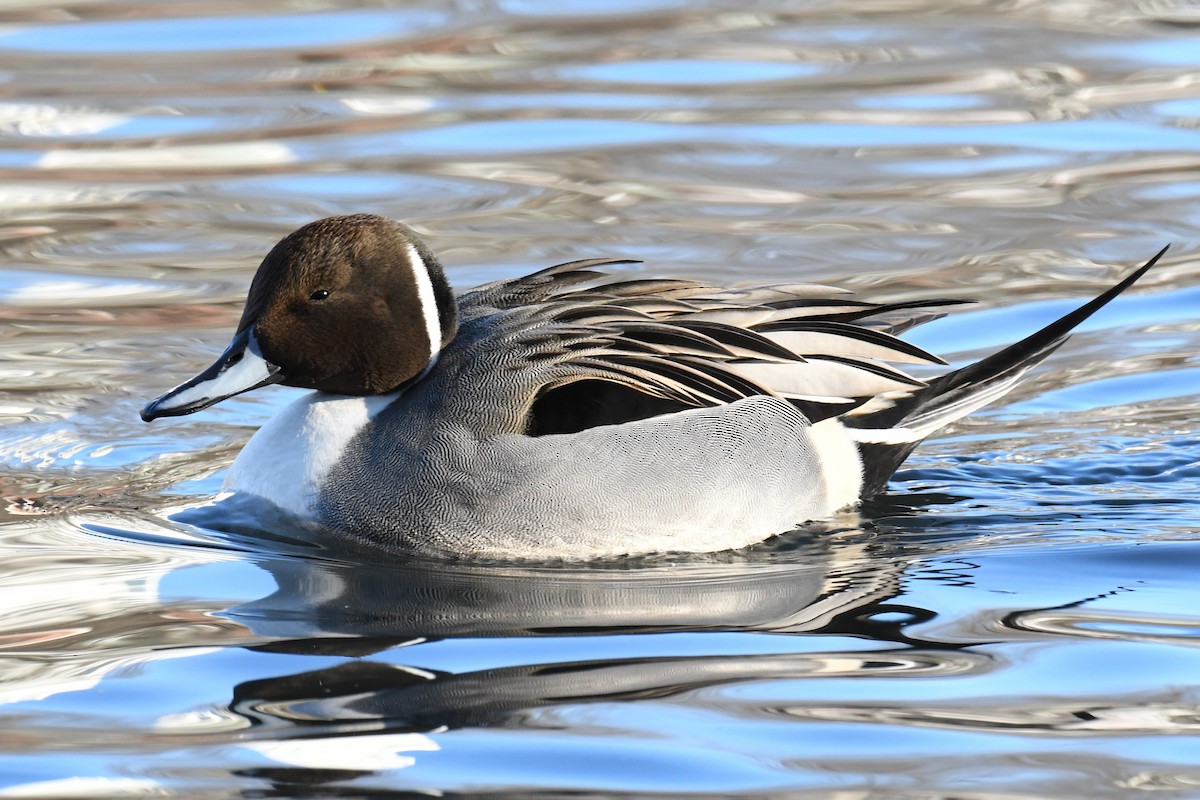 Northern Pintail - Ted Bradford