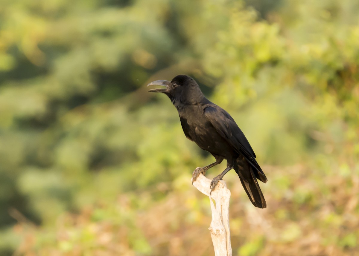 Large-billed Crow - Ramesh Desai