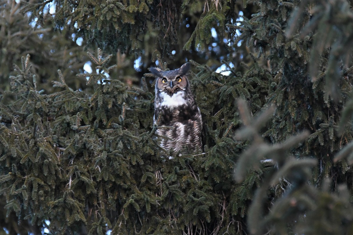 Great Horned Owl - ML134937931