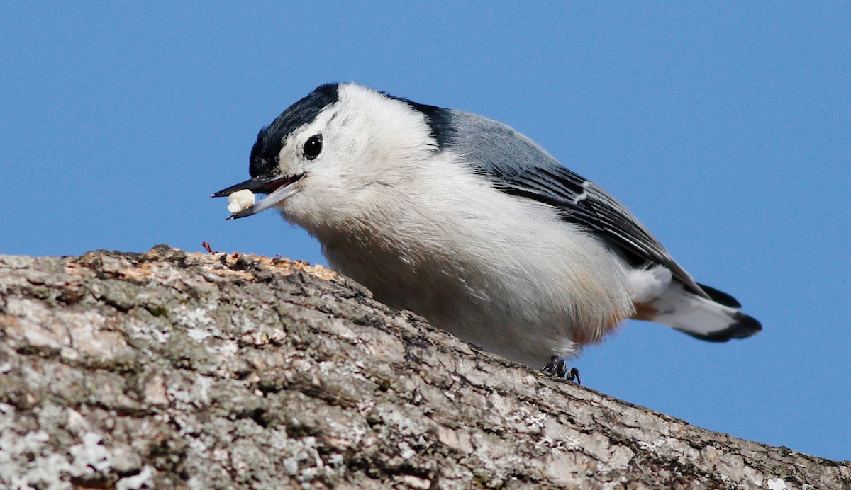 White-breasted Nuthatch - ML134939511