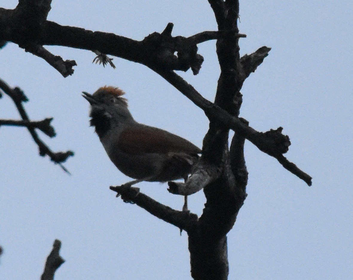 Sooty-fronted Spinetail - ML134940741