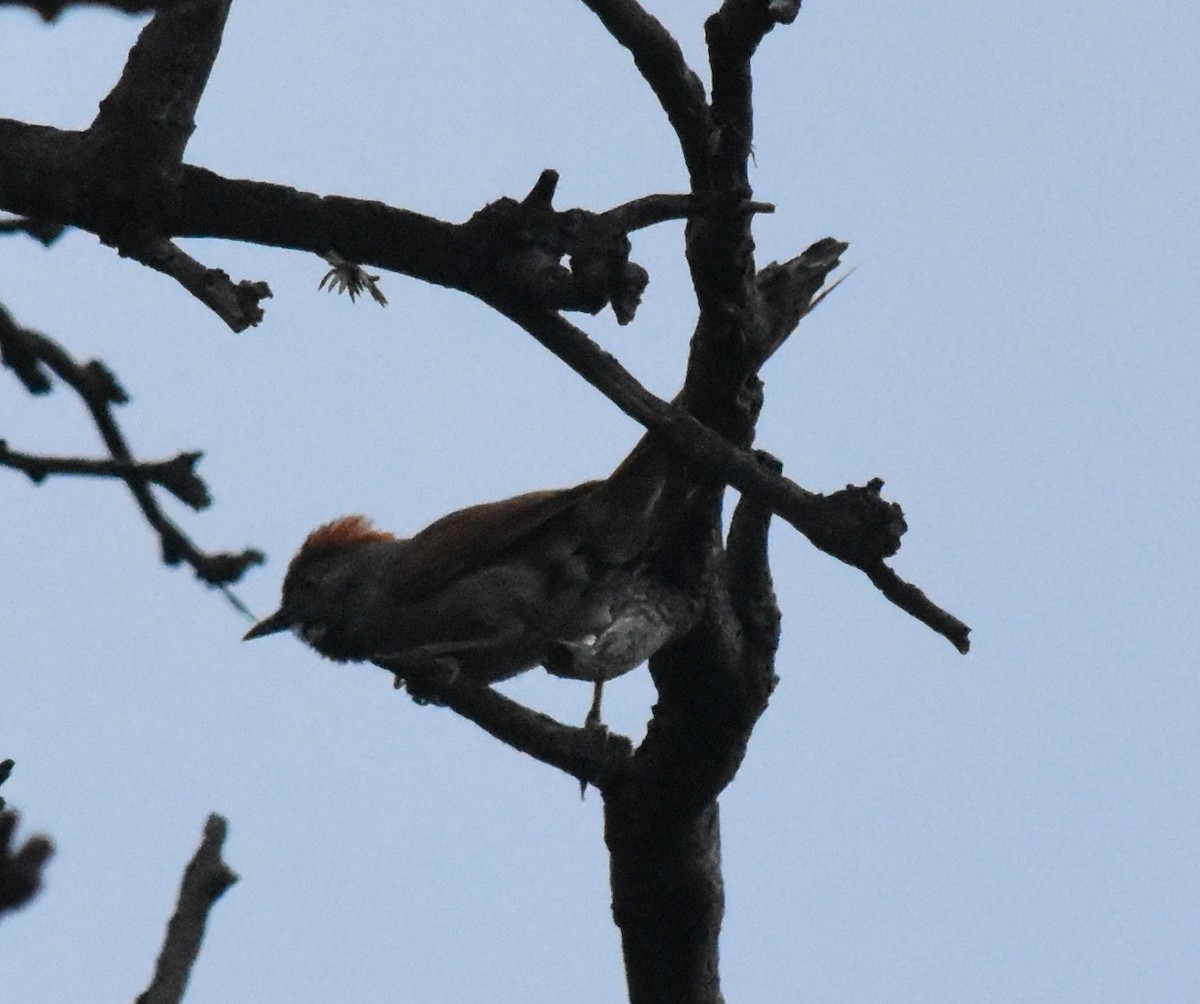 Sooty-fronted Spinetail - ML134940751