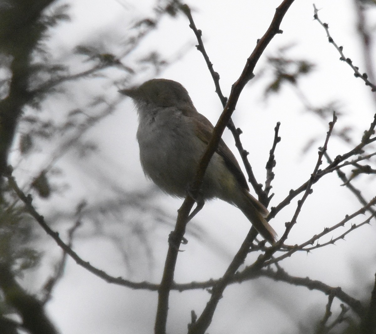 Fulvous-crowned Scrub-Tyrant - ML134941341