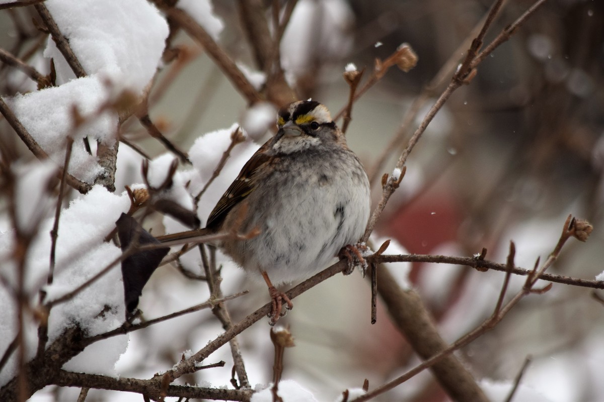 White-throated Sparrow - Anne Mytych