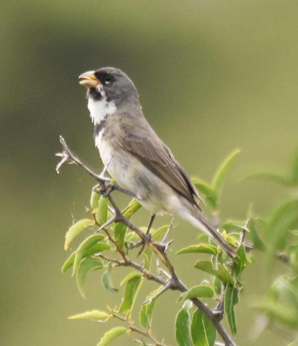 Double-collared Seedeater - ML134943591
