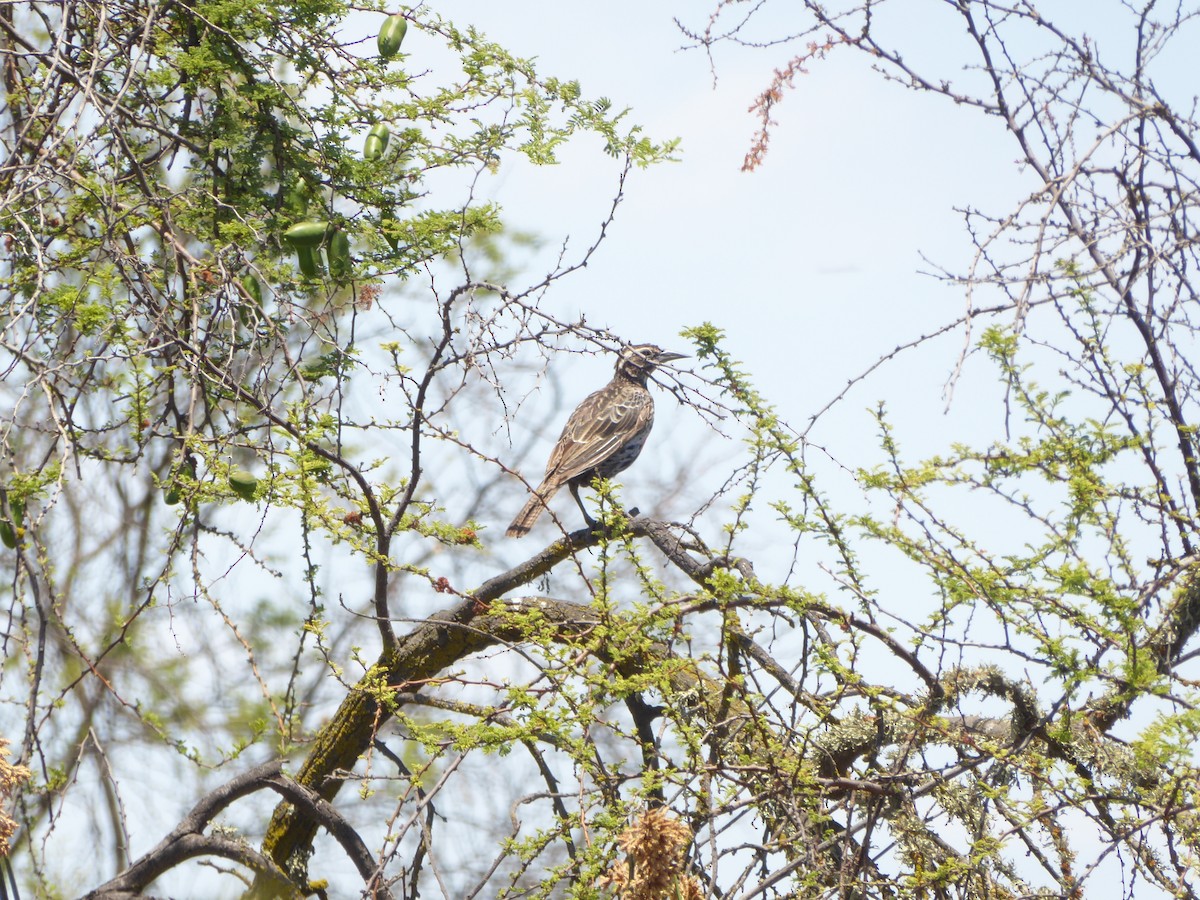 Long-tailed Meadowlark - Víctor Leiva Muñoz