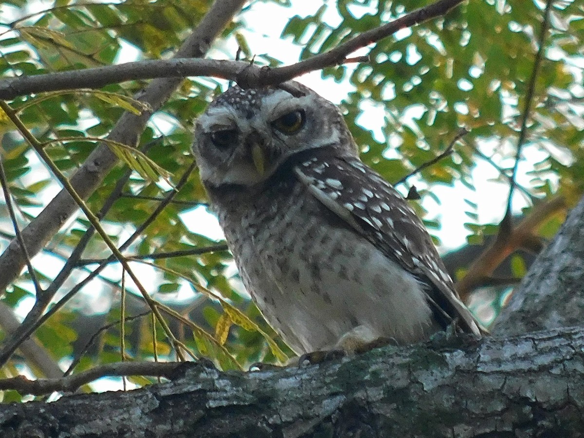 Asian Barred Owlet - ML134945511
