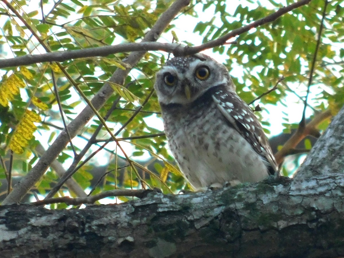 Asian Barred Owlet - ML134945551