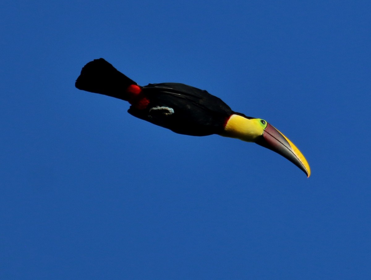 Yellow-throated Toucan - Christine Jacobs