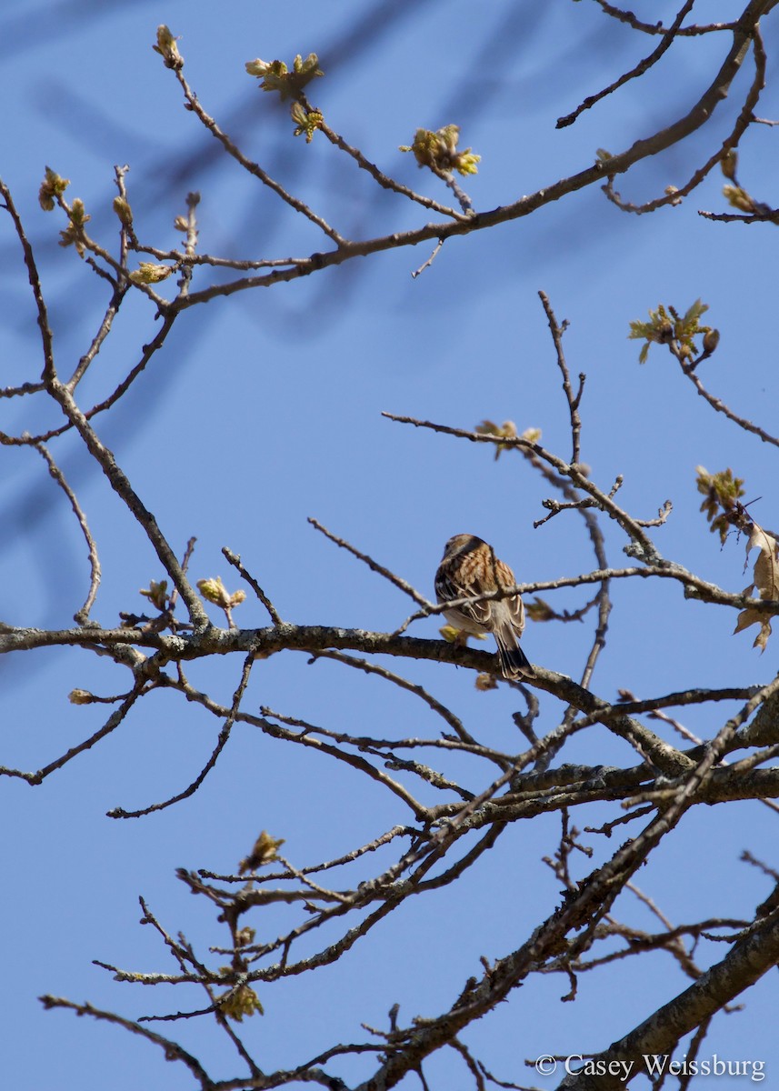 Field Sparrow - Casey Weissburg