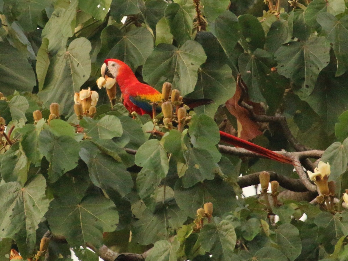 Scarlet Macaw - ML134950961
