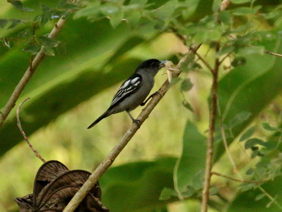 White-winged Becard - Christine Jacobs