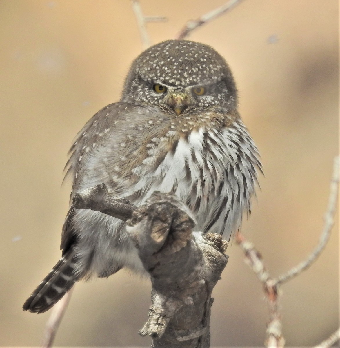 Northern Pygmy-Owl (Rocky Mts.) - ML134954121