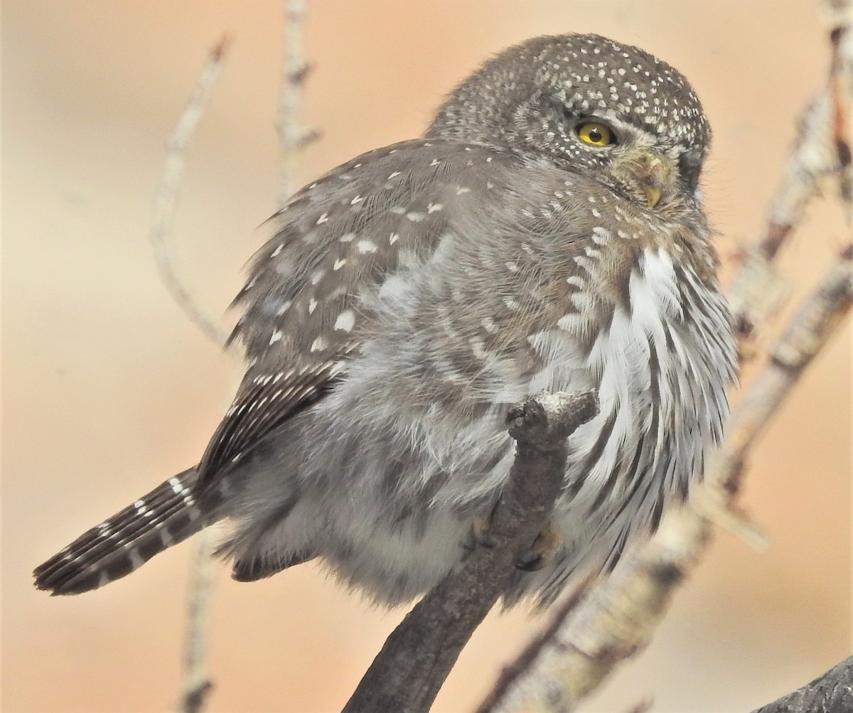 Northern Pygmy-Owl (Rocky Mts.) - ML134954181