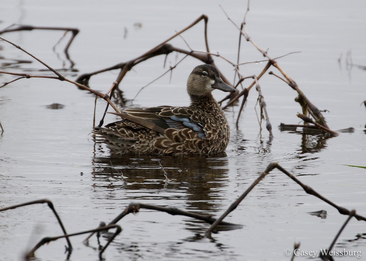Blue-winged Teal - ML134954451