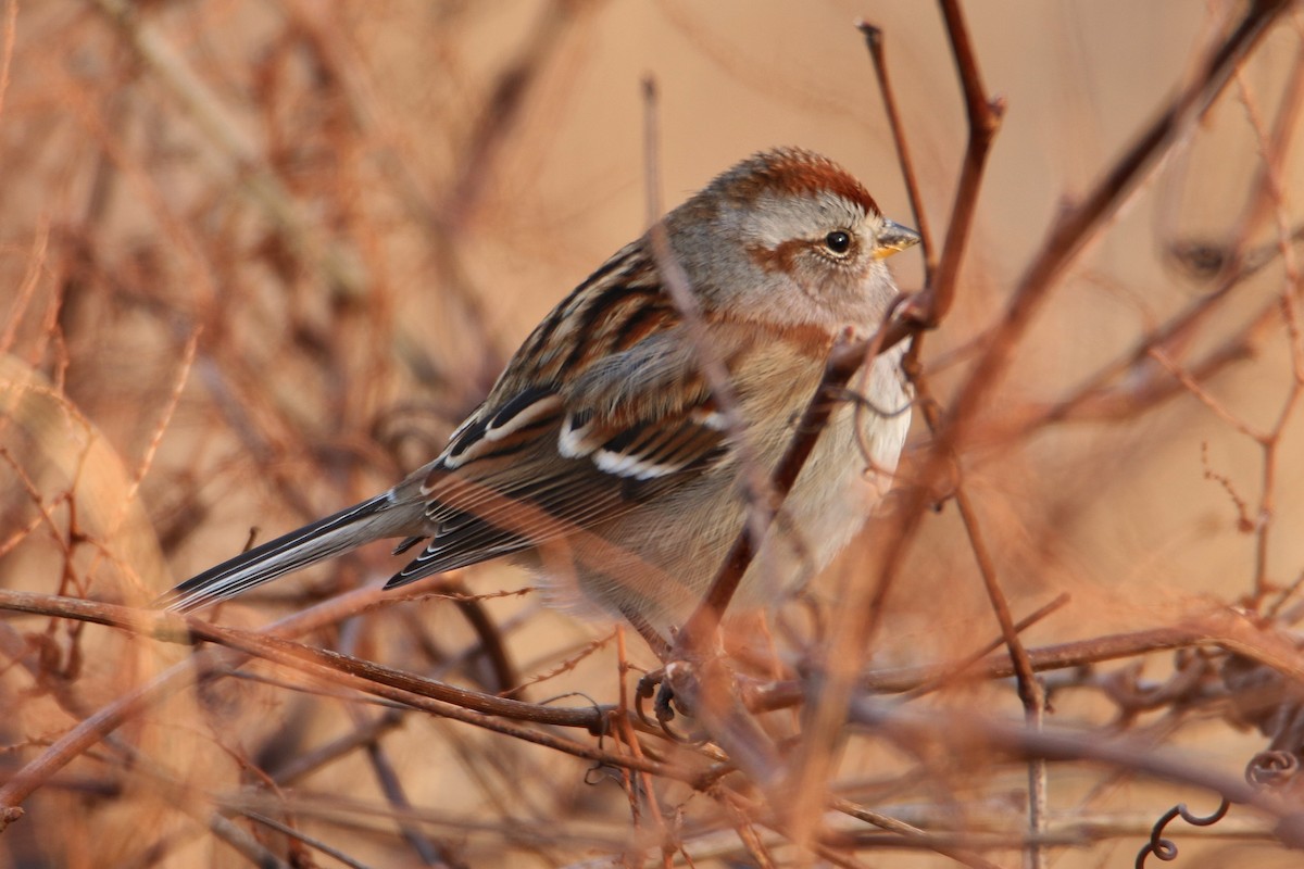 American Tree Sparrow - ML134956571