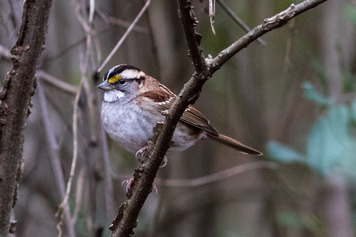 White-throated Sparrow - Tom Blevins