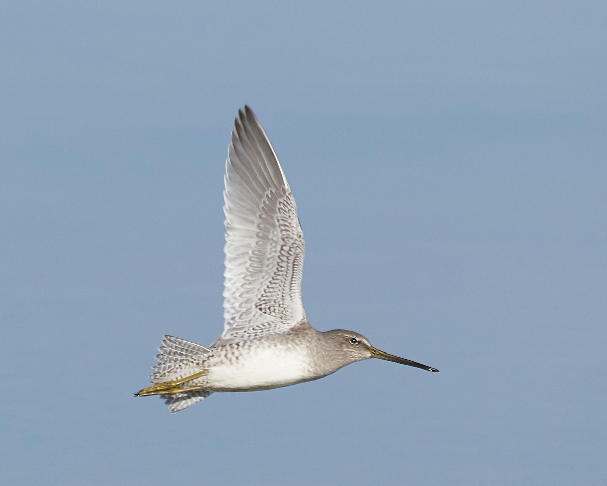 Long-billed Dowitcher - ML134958011