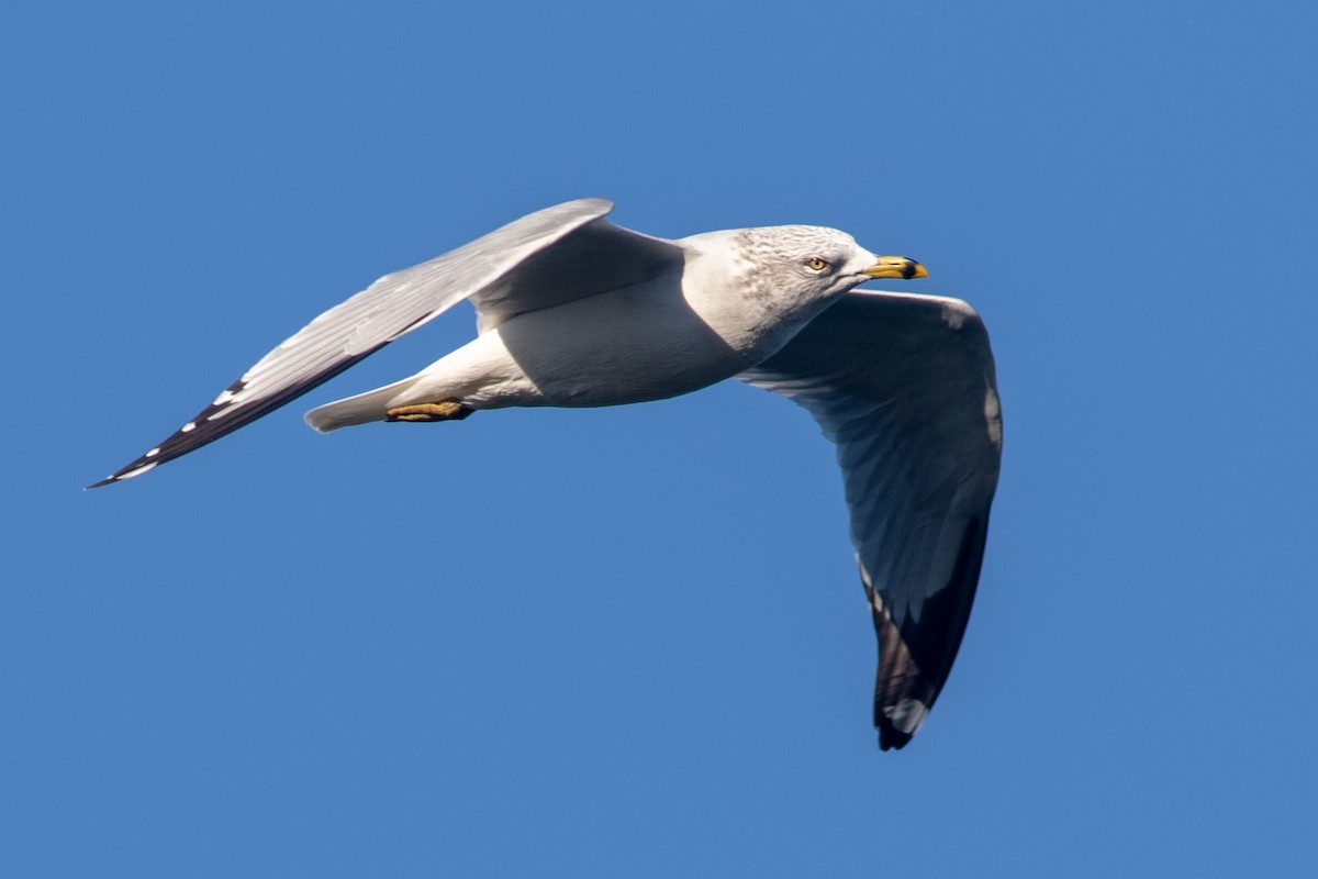 Ring-billed Gull - Seymore Gulls