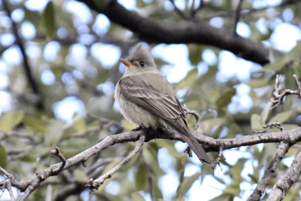 Greater Pewee - ML134960721