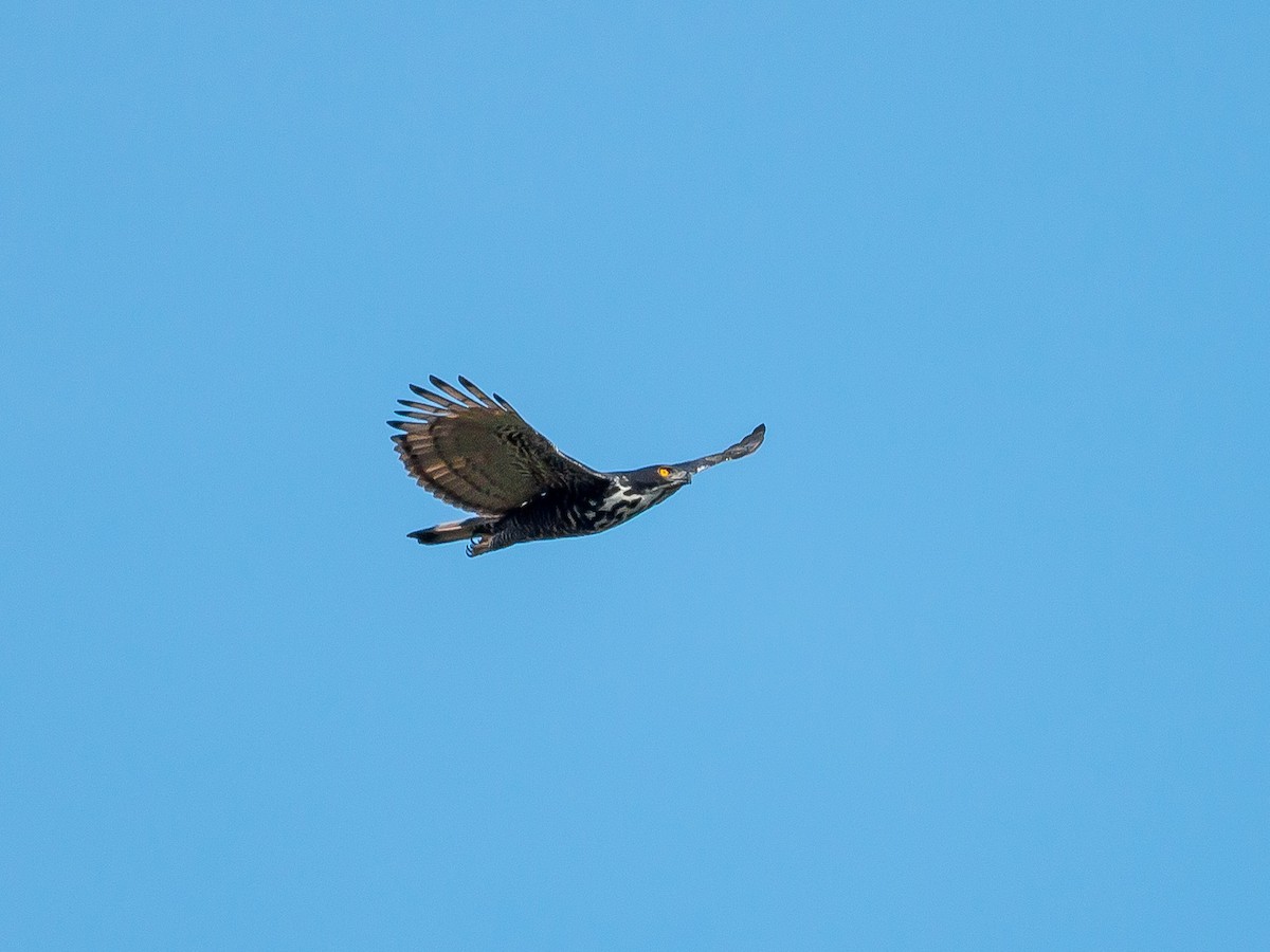 Пестрогрудый хохлатый орёл - ML134960841