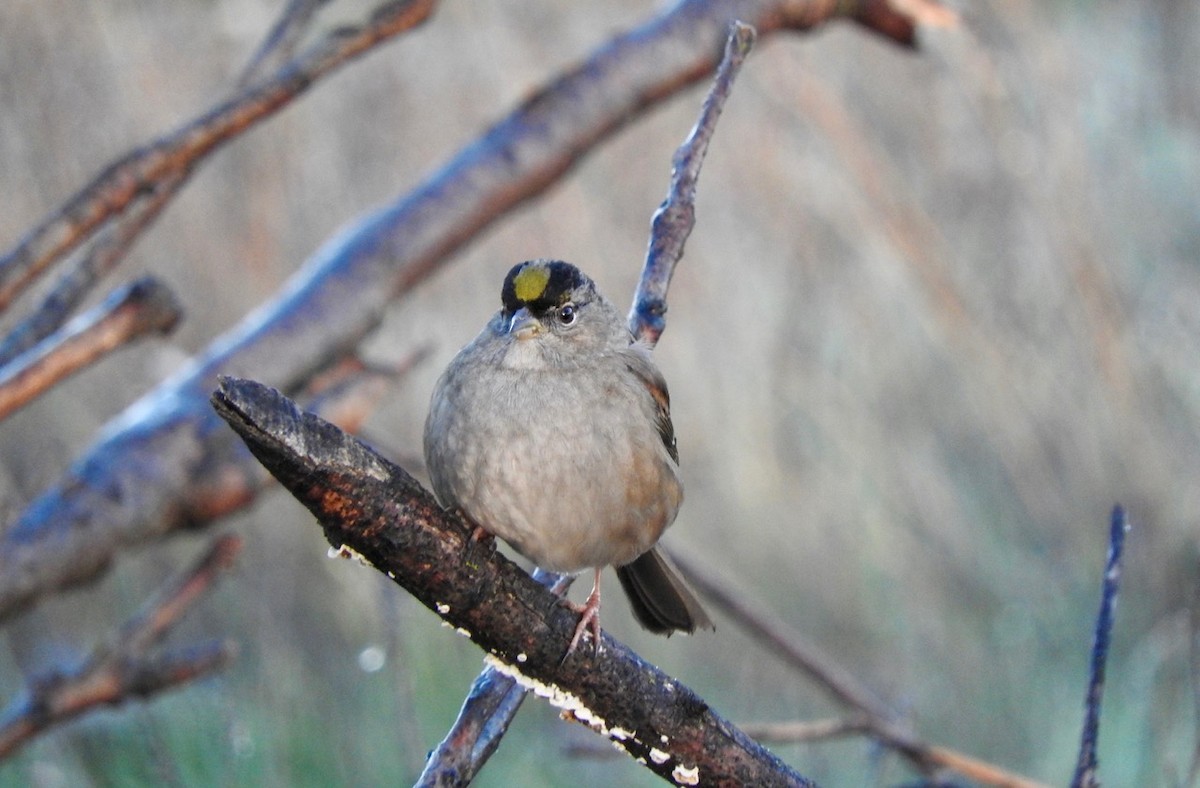 Golden-crowned Sparrow - Kurt Wahl