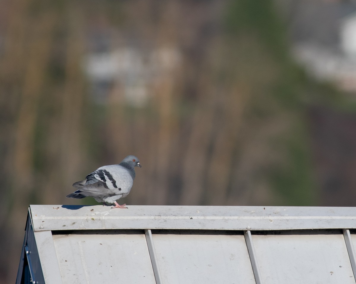 Rock Pigeon (Feral Pigeon) - Seymore Gulls