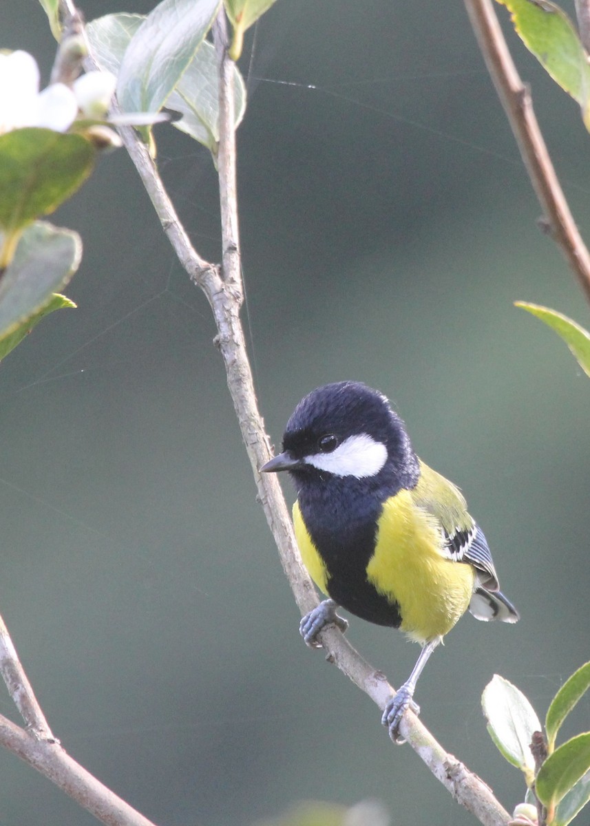 Green-backed Tit - ML134963751
