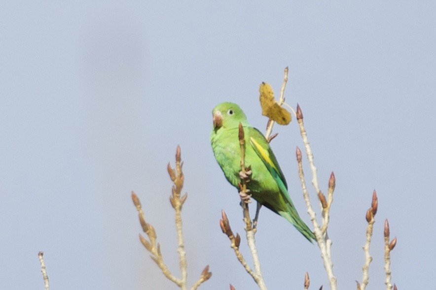 Yellow-chevroned Parakeet - Mike Sanders