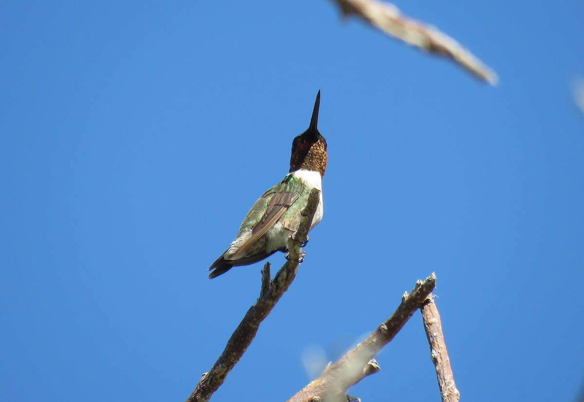 Ruby-throated Hummingbird - ML134967191