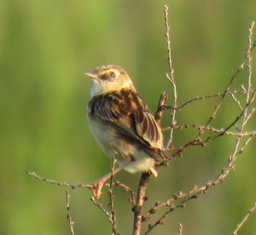 Wing-snapping Cisticola - Rich Hoyer