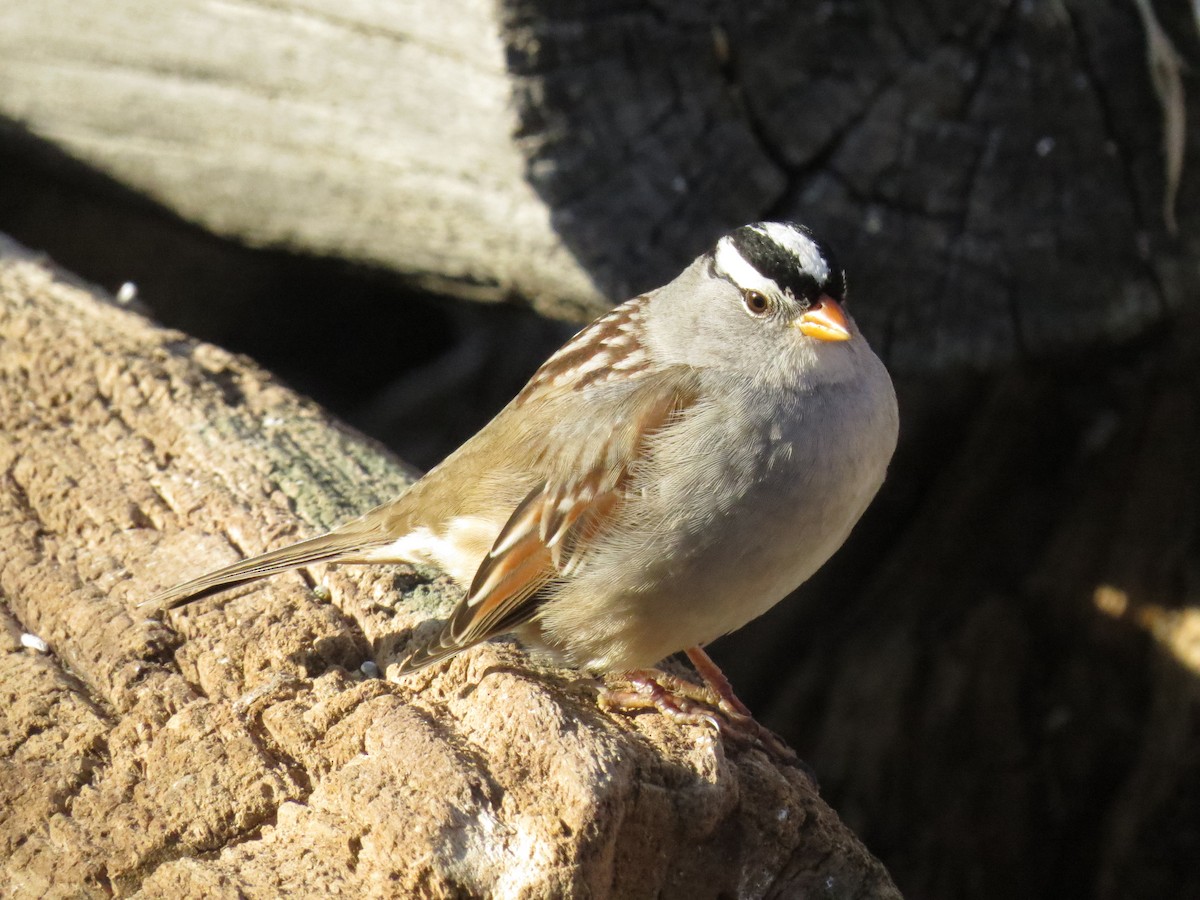 White-crowned Sparrow (Gambel's) - Ian Hearn