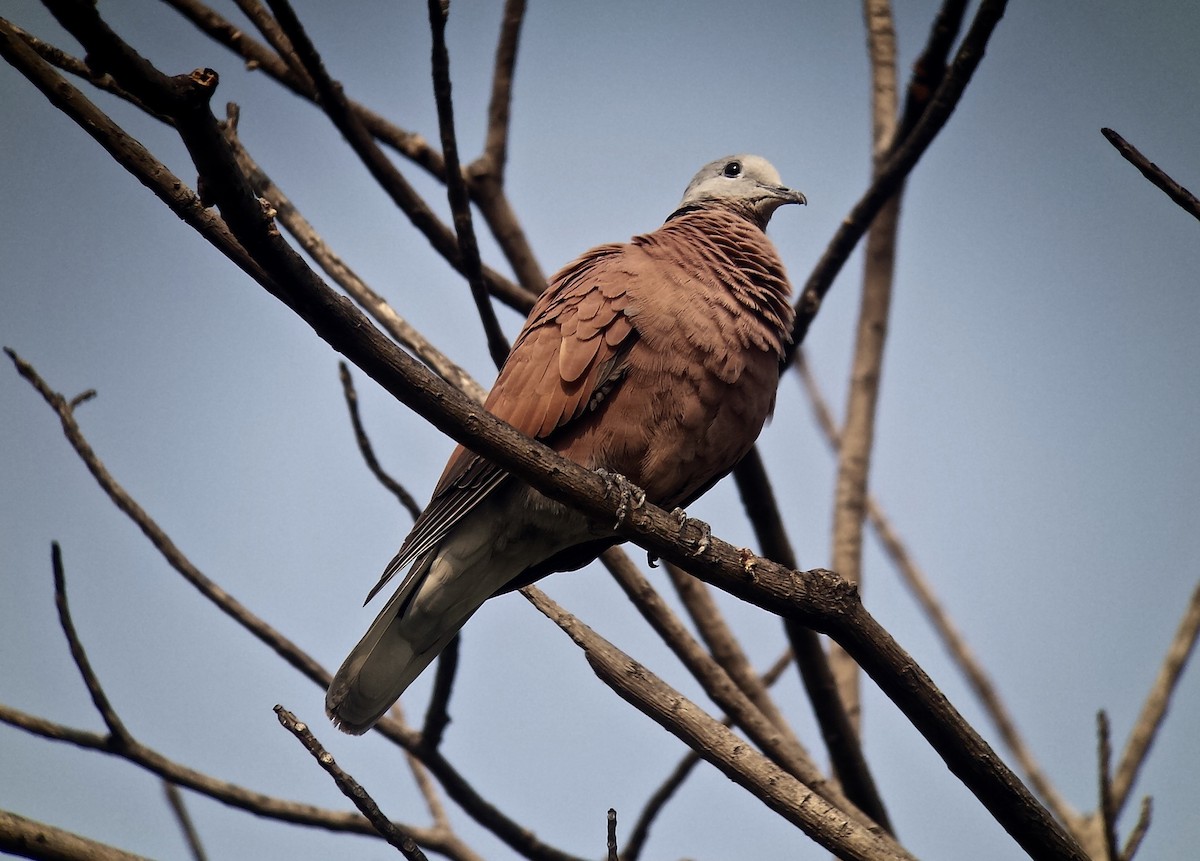 Red Collared-Dove - ML134970481