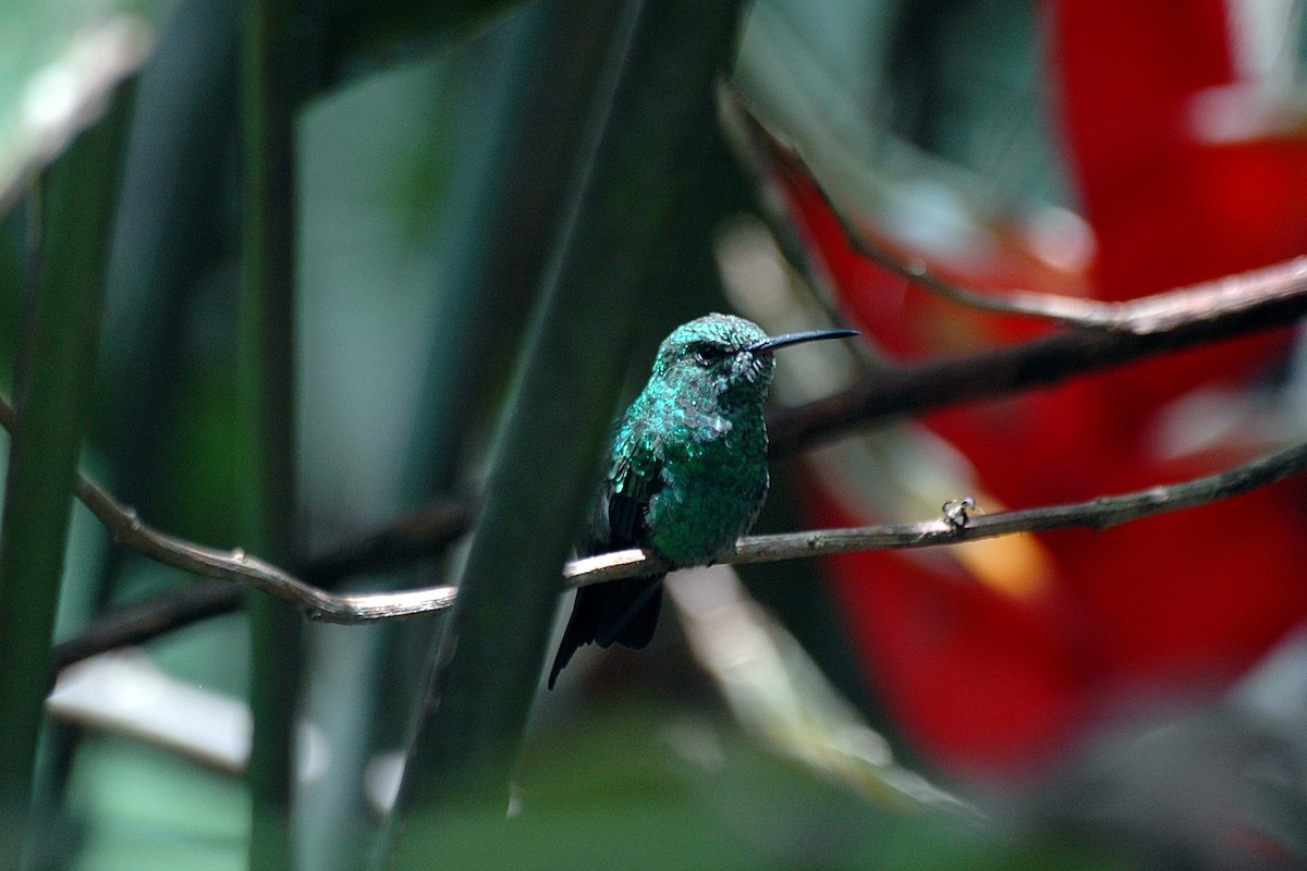 kolibřík modrobradý - ML134972851