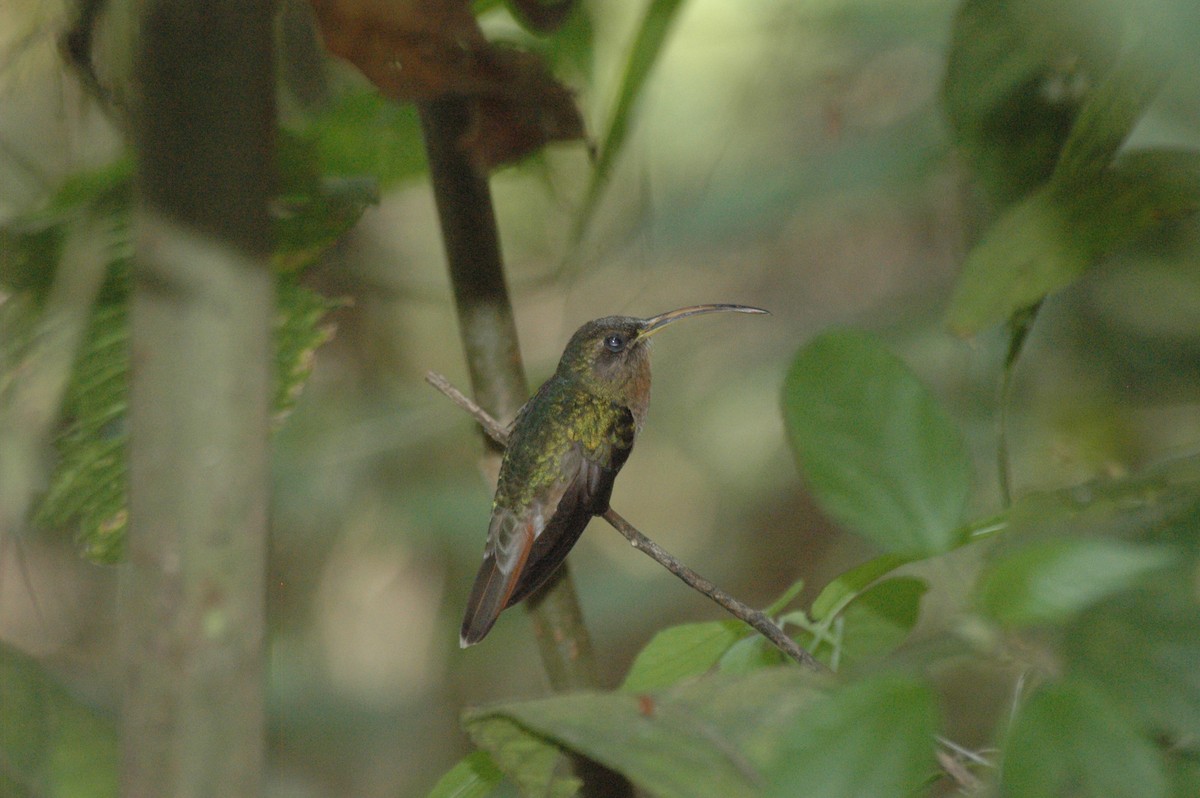Rufous-breasted Hermit - ML134972971