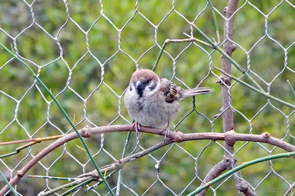 Eurasian Tree Sparrow - ML134973801