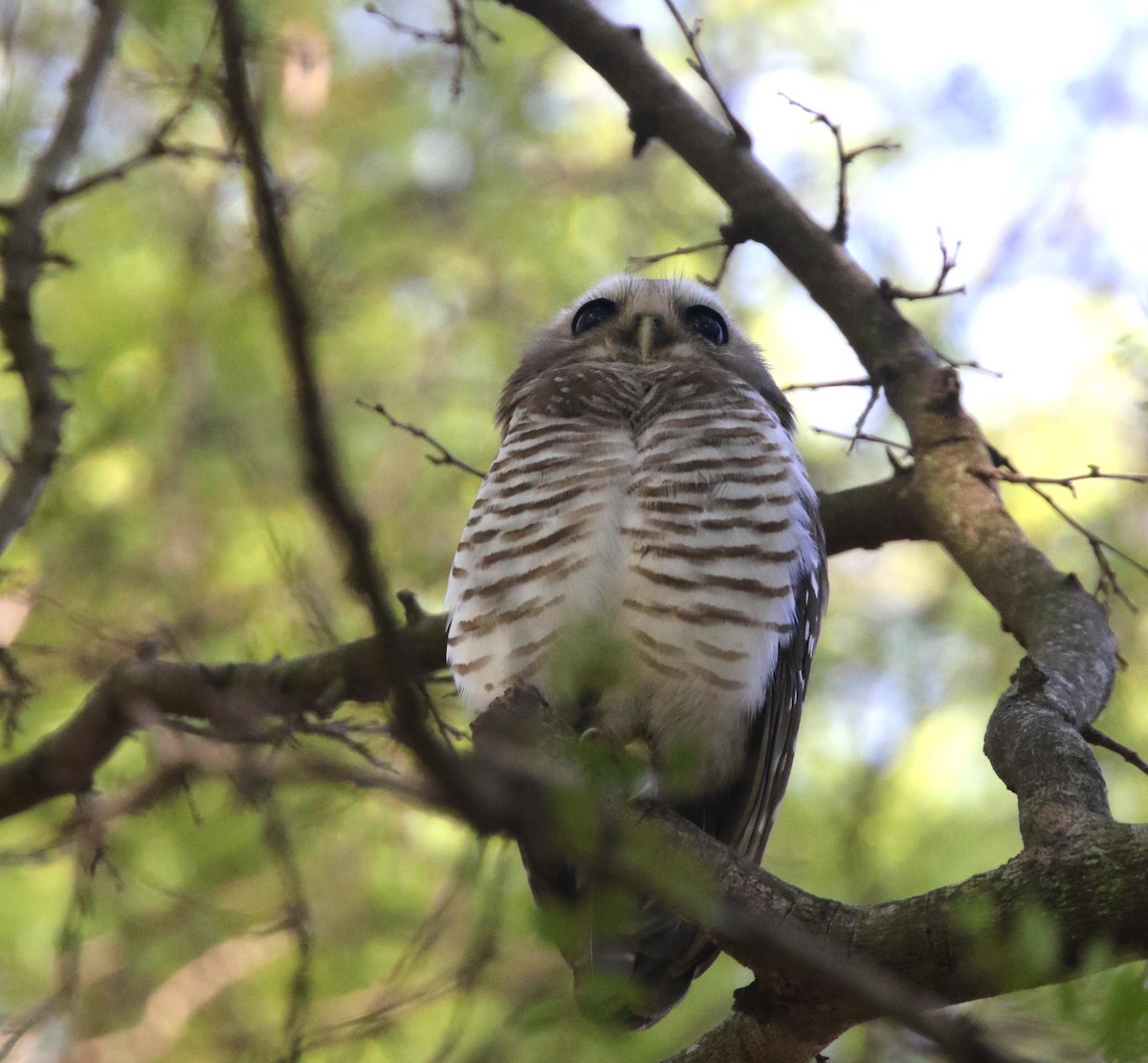 White-browed Owl - ML134976091