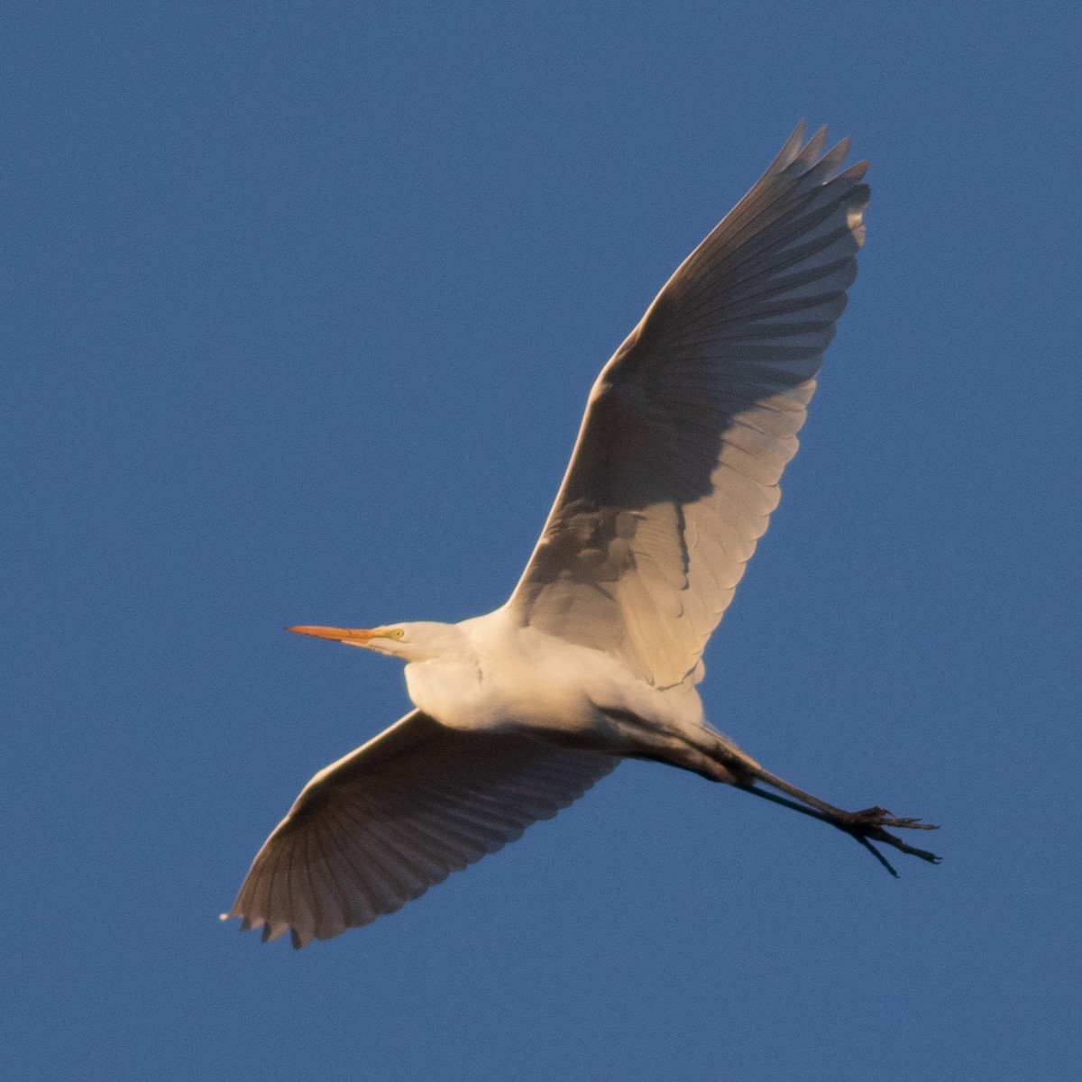 Great Egret - Seymore Gulls