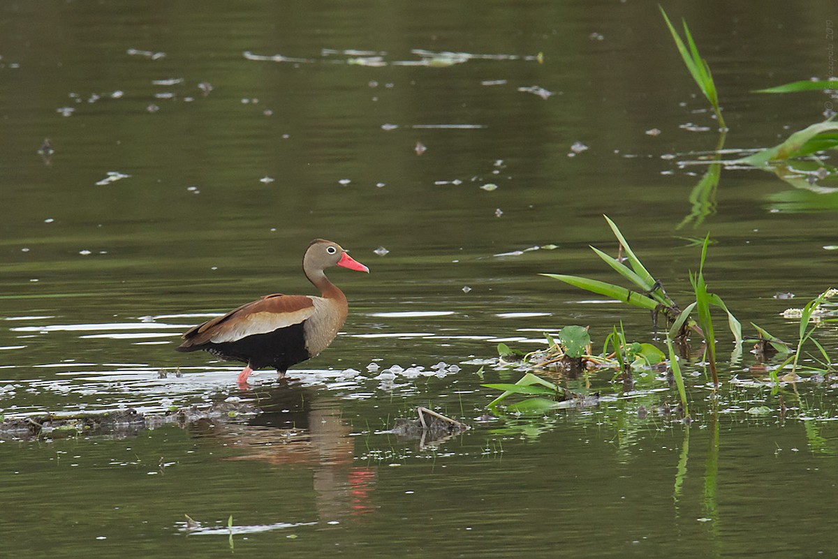 Black-bellied Whistling-Duck - Patricia Alfredo
