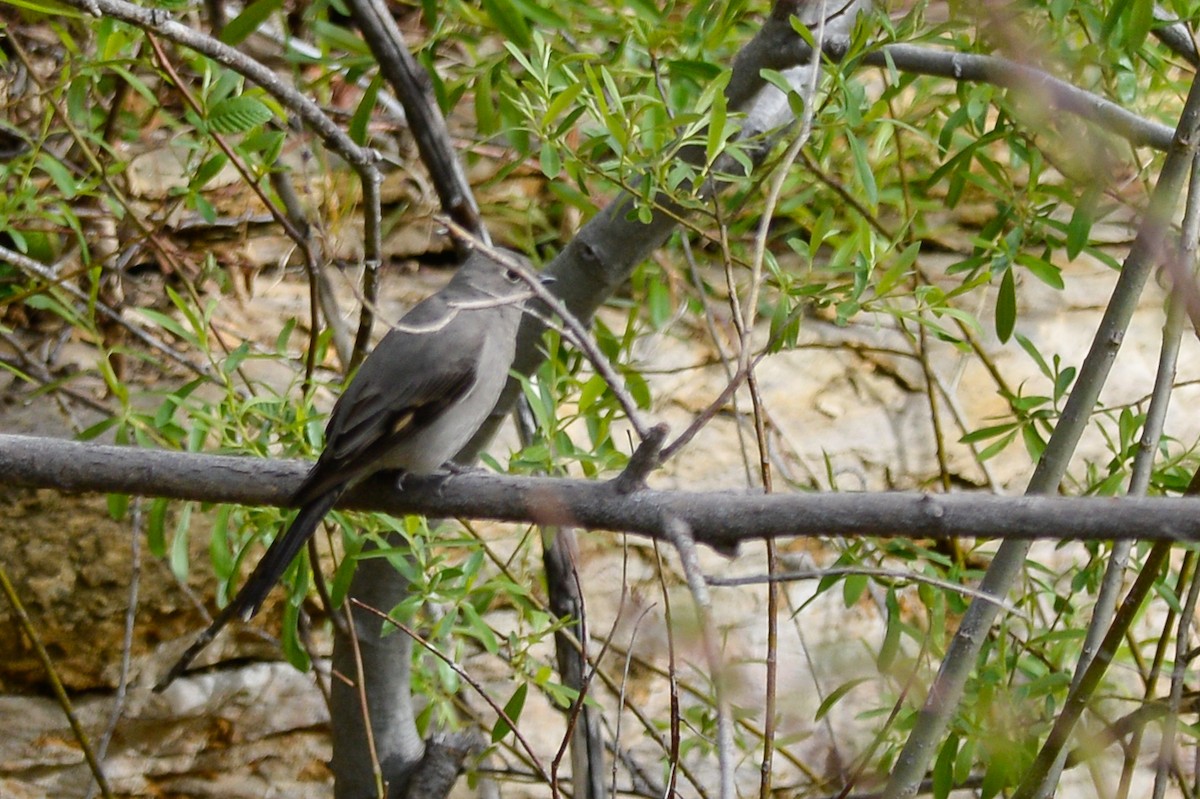 Townsend's Solitaire - ML134978581