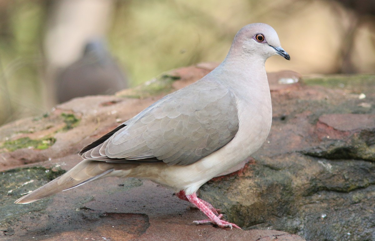 White-tipped Dove - Aaron  Brees