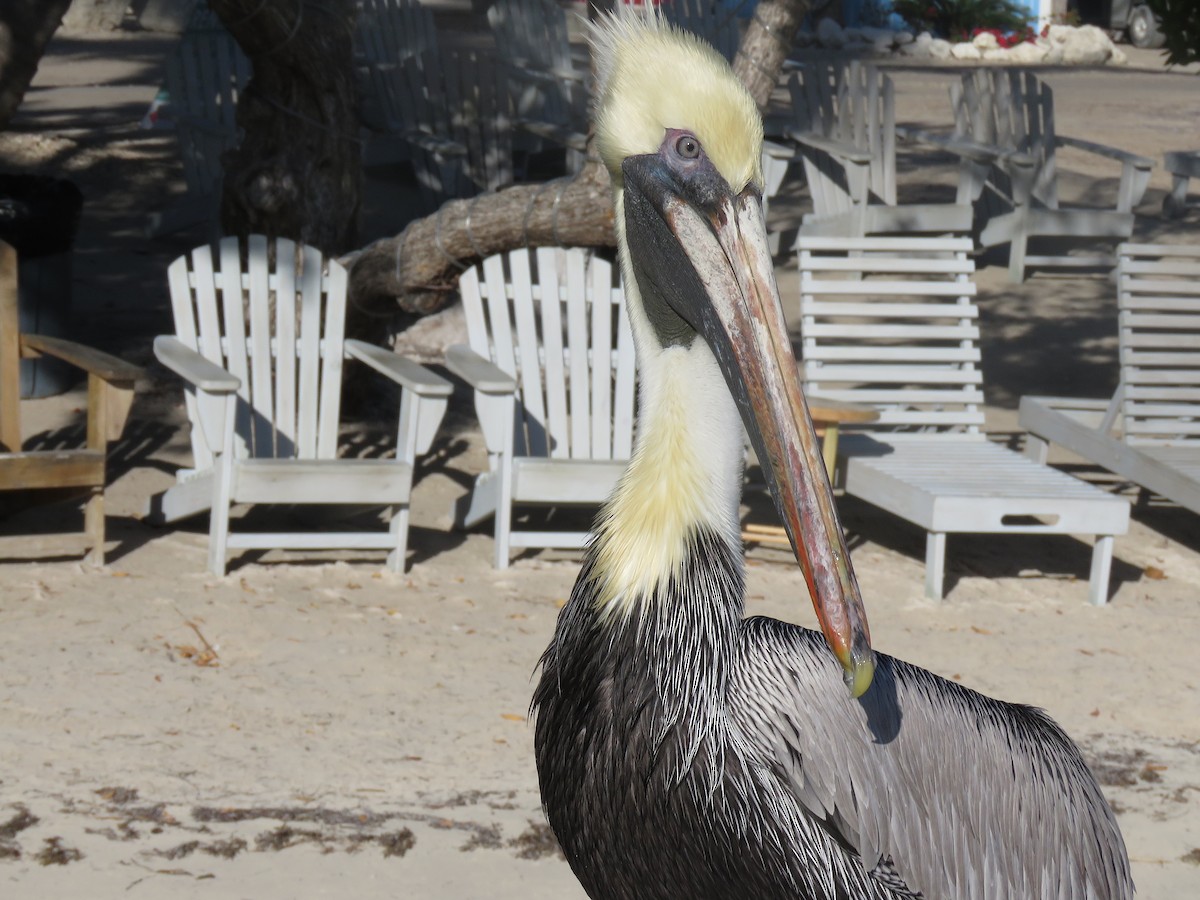 pelikán hnědý - ML134981811