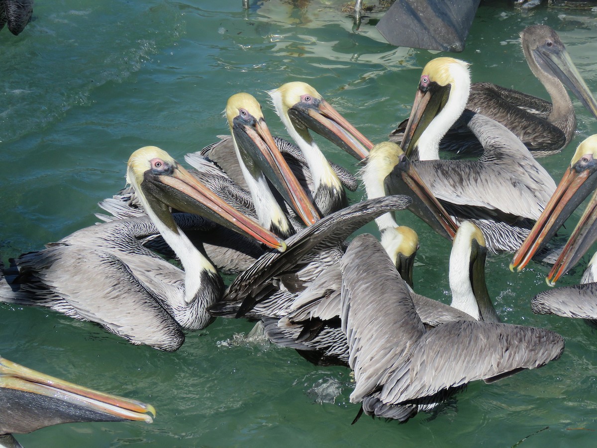 pelikán hnědý - ML134981821