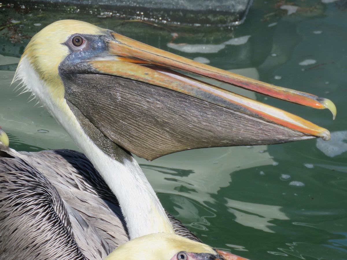 pelikán hnědý - ML134981861