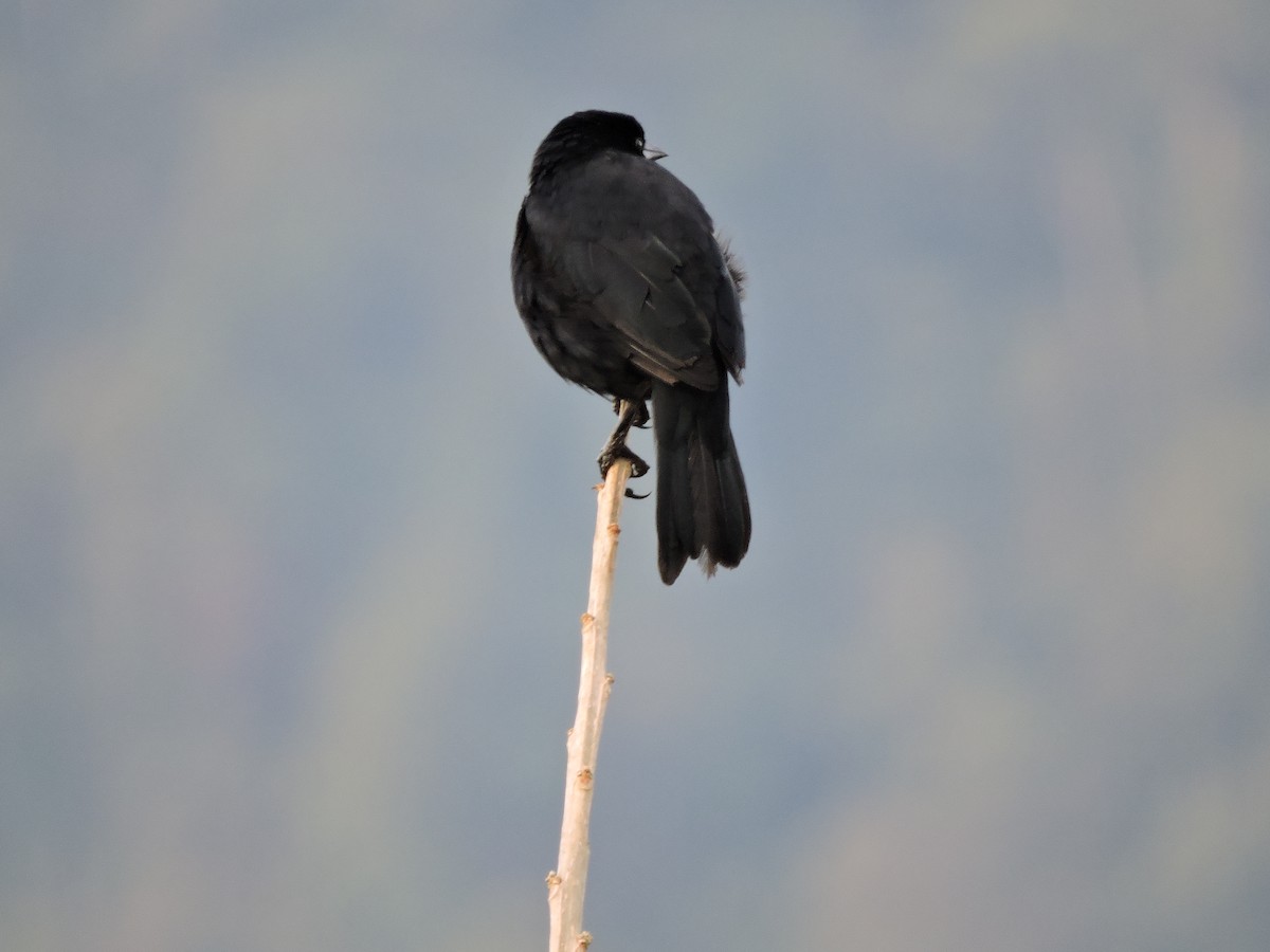 Scrub Blackbird - Anonymous User