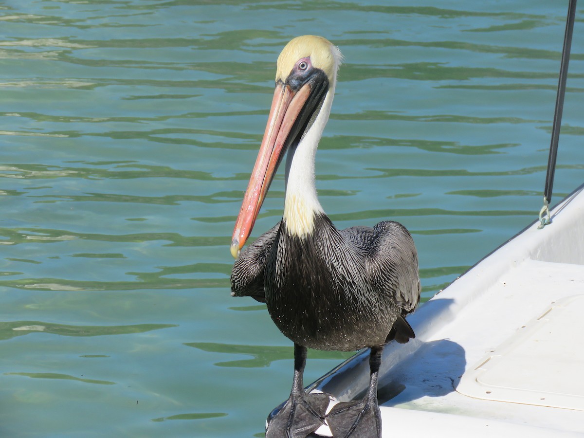 pelikán hnědý - ML134981881