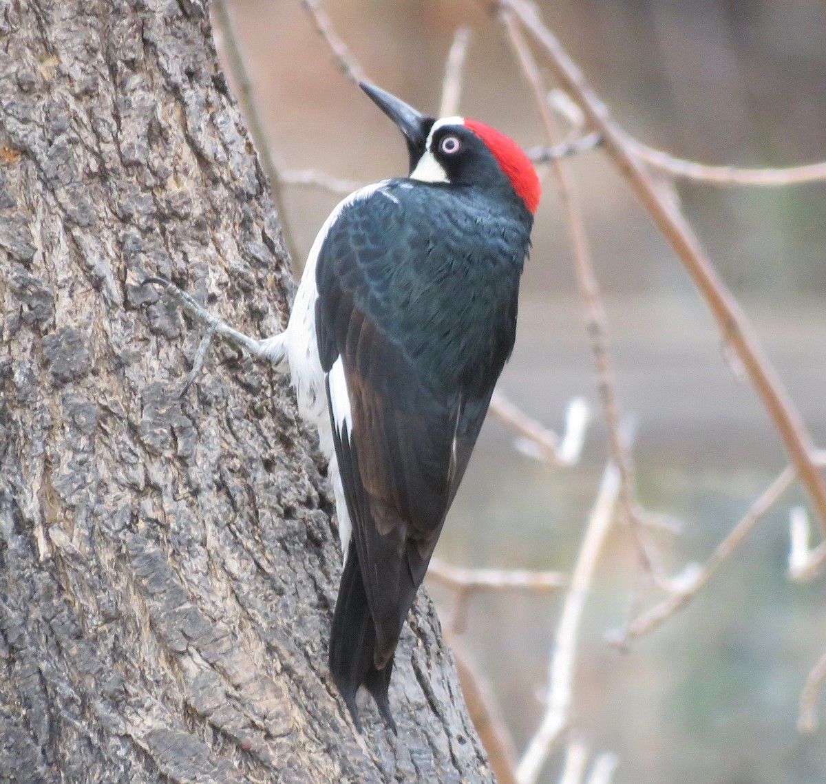 Acorn Woodpecker (Acorn) - Mark A. Brogie
