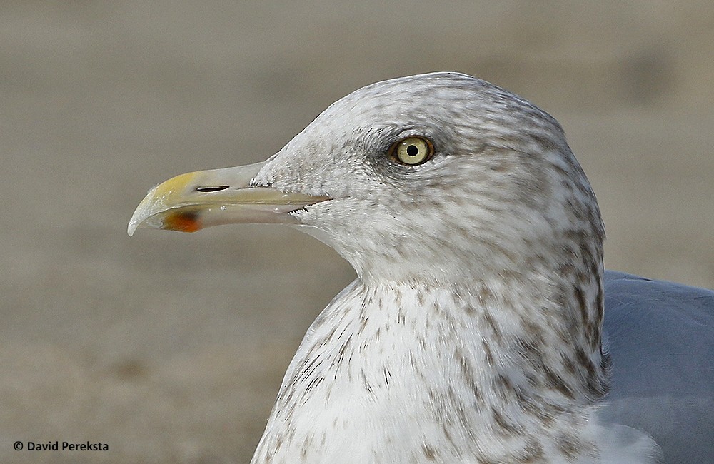 Herring Gull (American) - David Pereksta